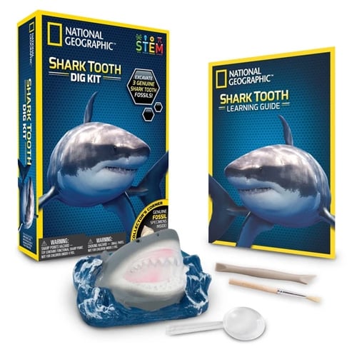 shark tooth dig kit